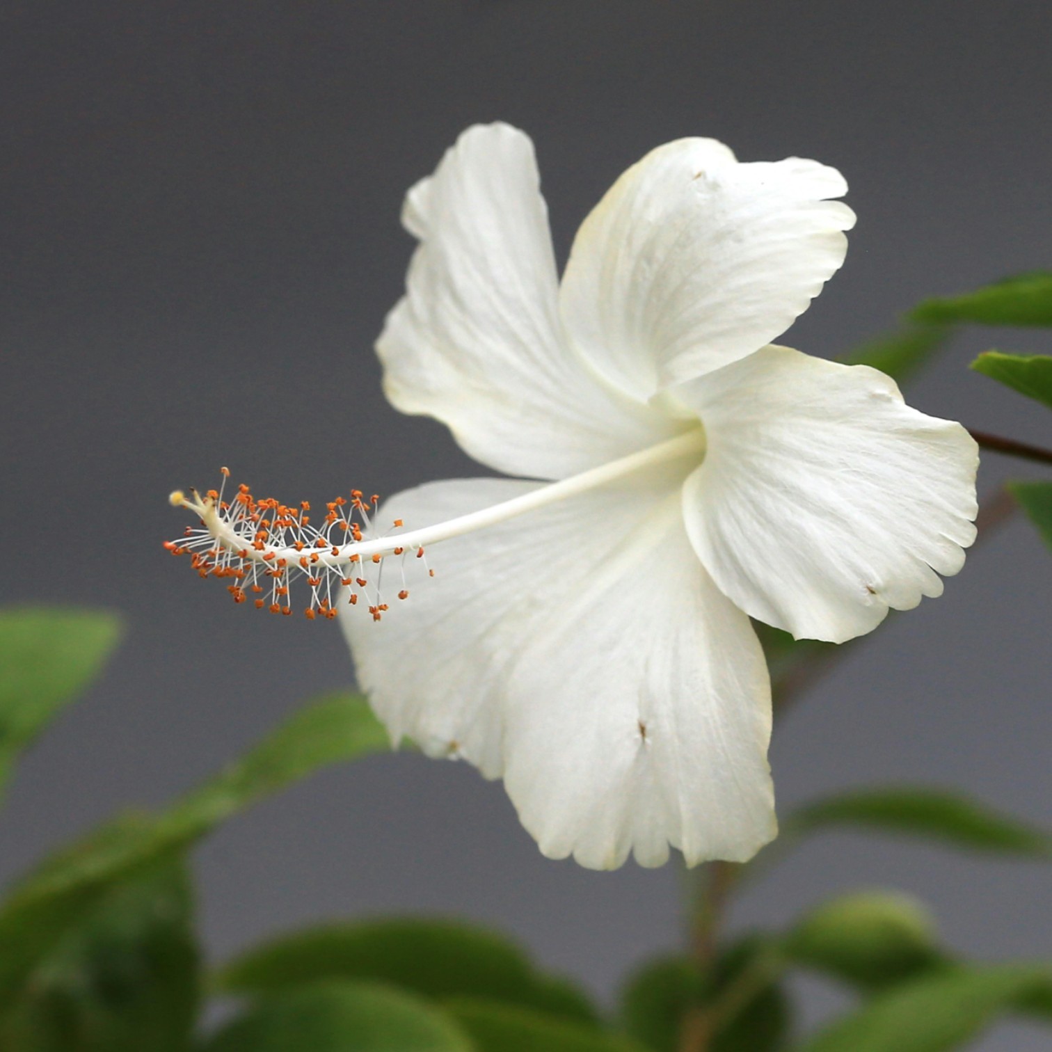 White Colour Hibiscus/Gudhal/Jasut/Joba/Jasuva Flower Live Plant for Home and Office Garden